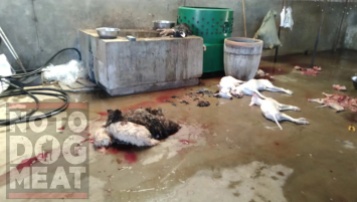 Yulin Slaughterhouse 03